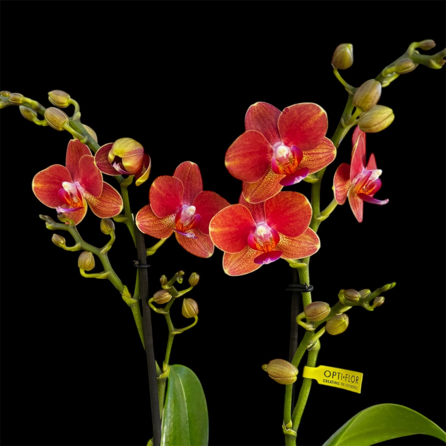 7️⃣1️⃣. “Thor” Orchid – 12cm Pot (45cm Tall, 2 Blooming Spikes)