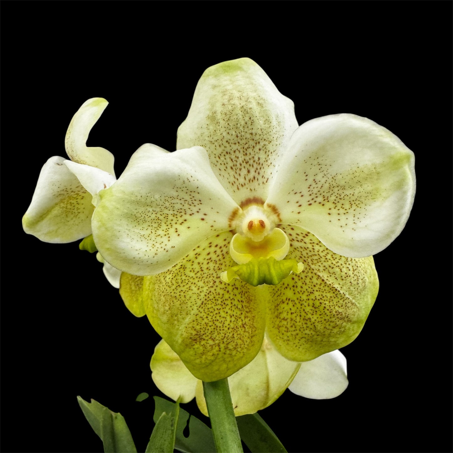 6️⃣2️⃣. Vanda Medium Size Orchids – A Burst of Colour & Elegance