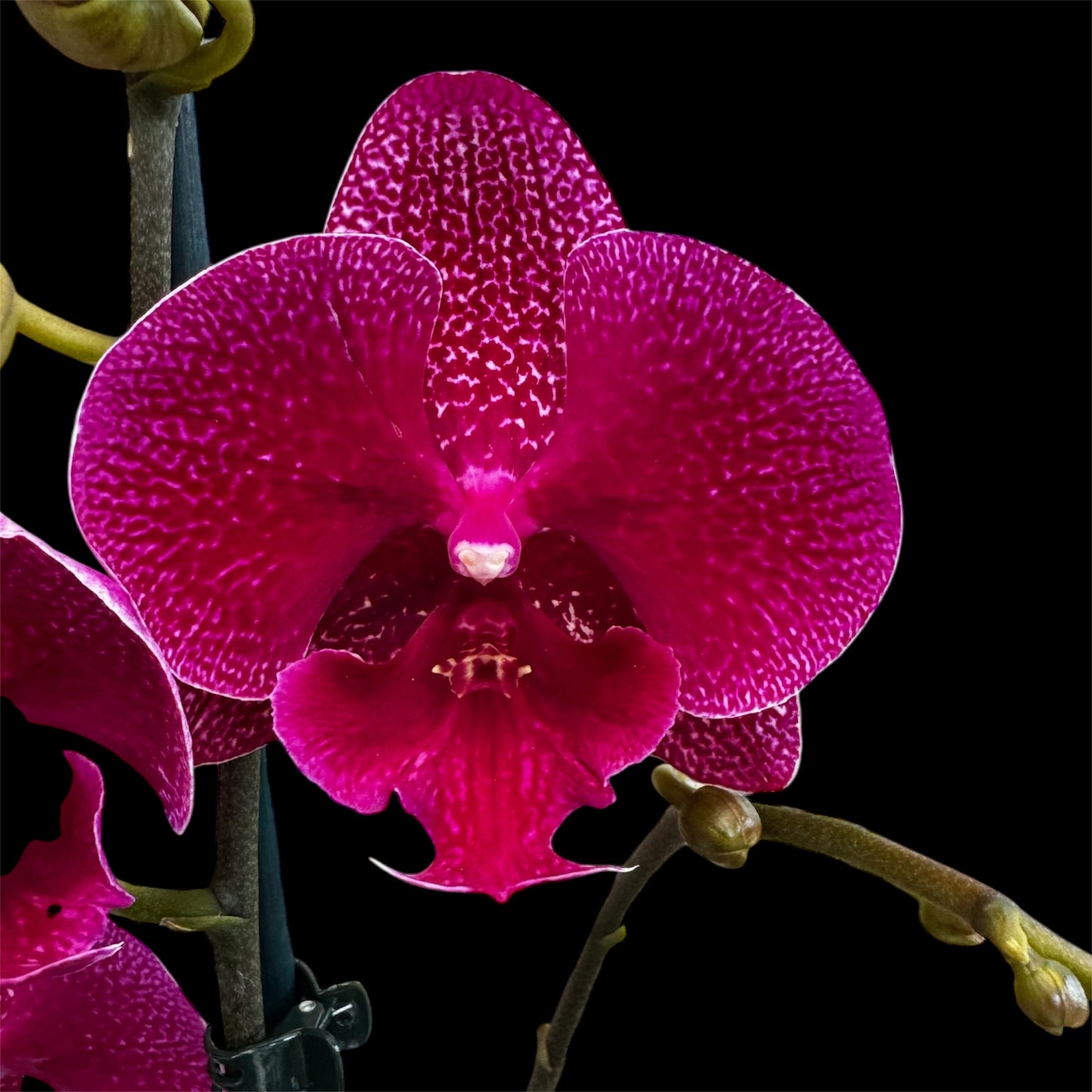 1️⃣2️⃣. Big Lip Orchid Mix – 60–65cm Tall Exotic Phalaenopsis