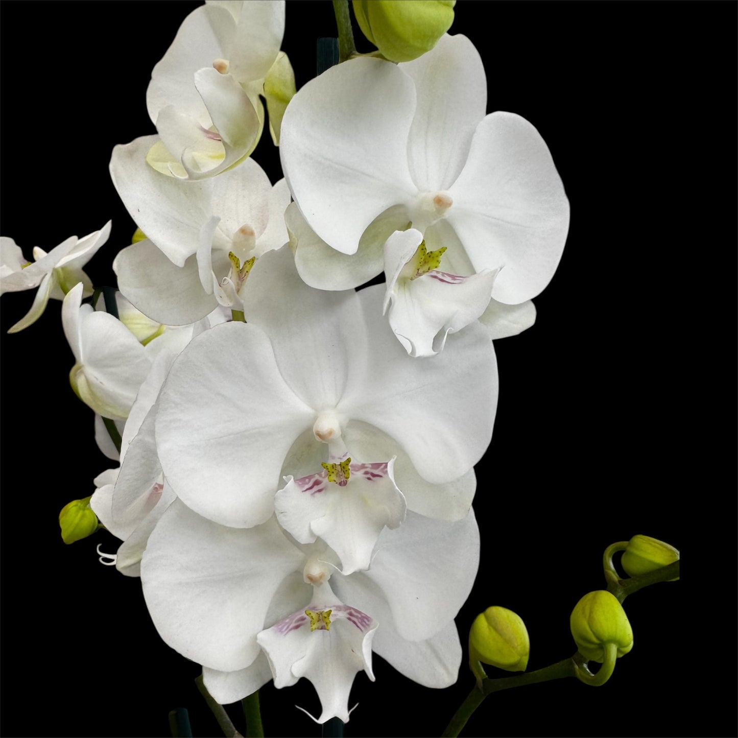 1️⃣2️⃣. Big Lip Orchid Mix – 60–65cm Tall Exotic Phalaenopsis