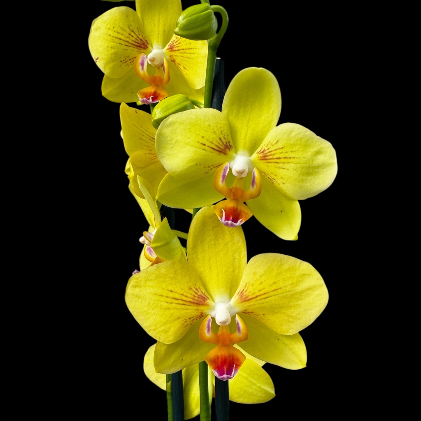 2️⃣0️⃣. Inti Sun Orchid -Limited Edition