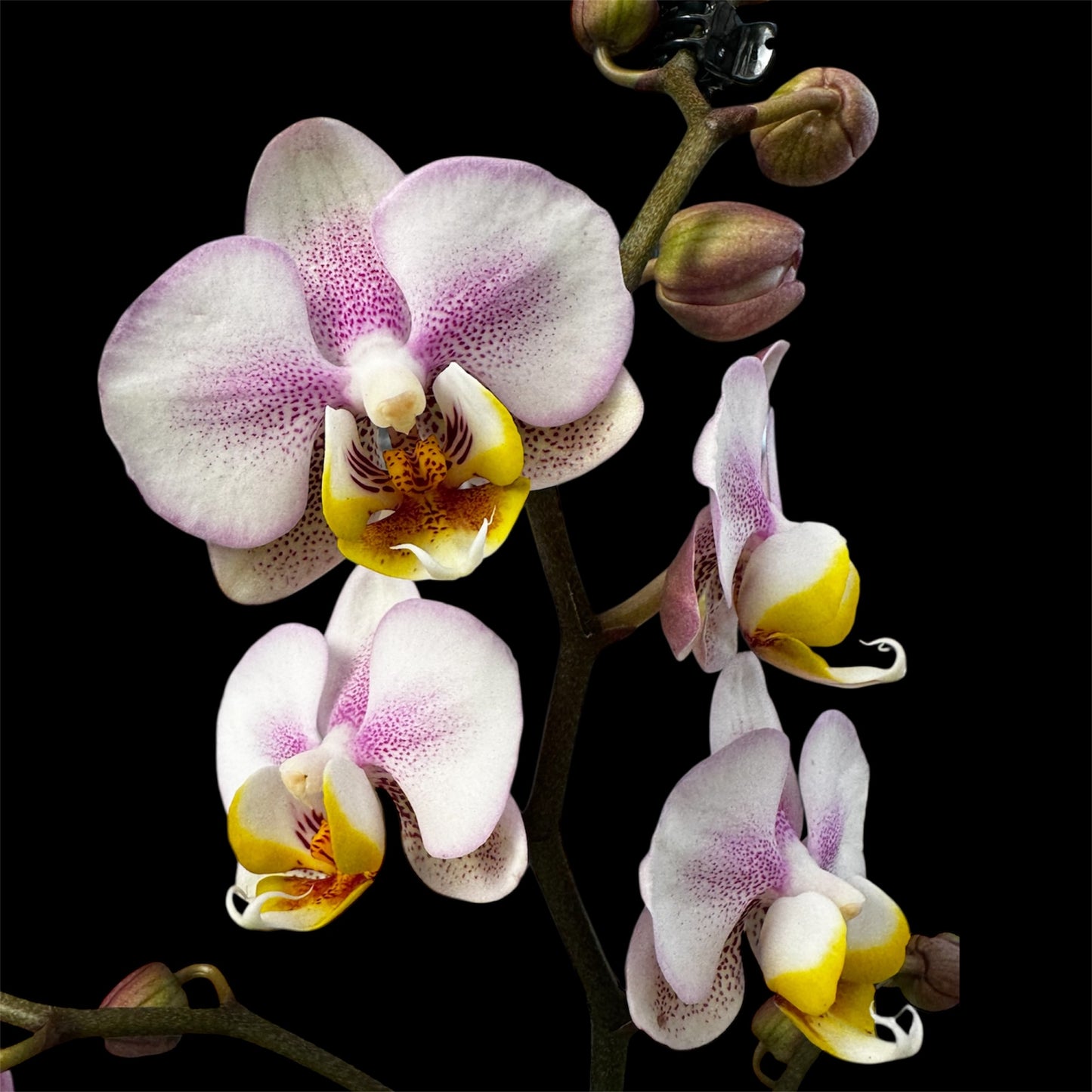 1️⃣9️⃣. Carola Orchid- Limited edition
