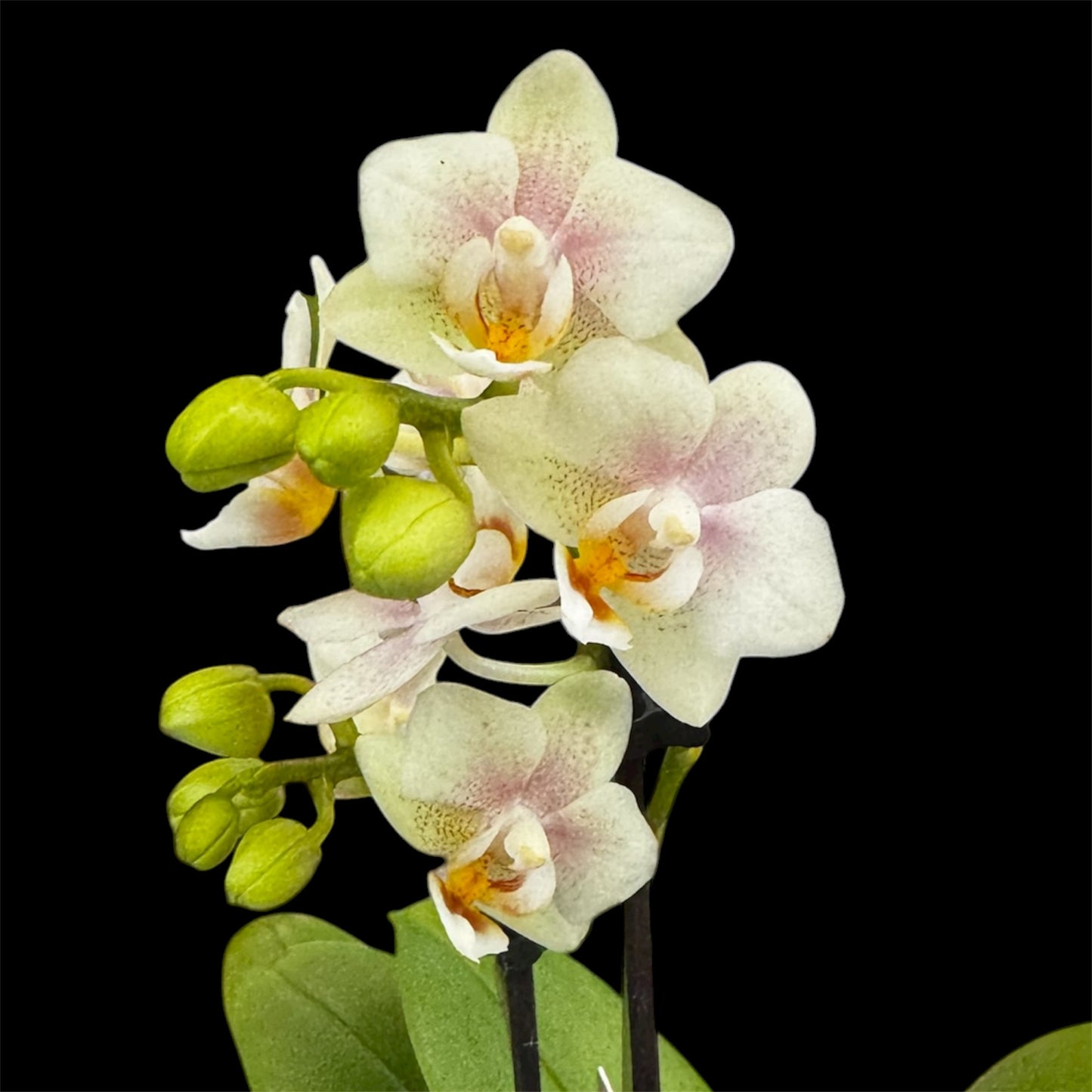 4️⃣6️⃣. Phalaenopsis TINY DOLL – 2 Spike Orchid (7cm Pot, 25cm Height)