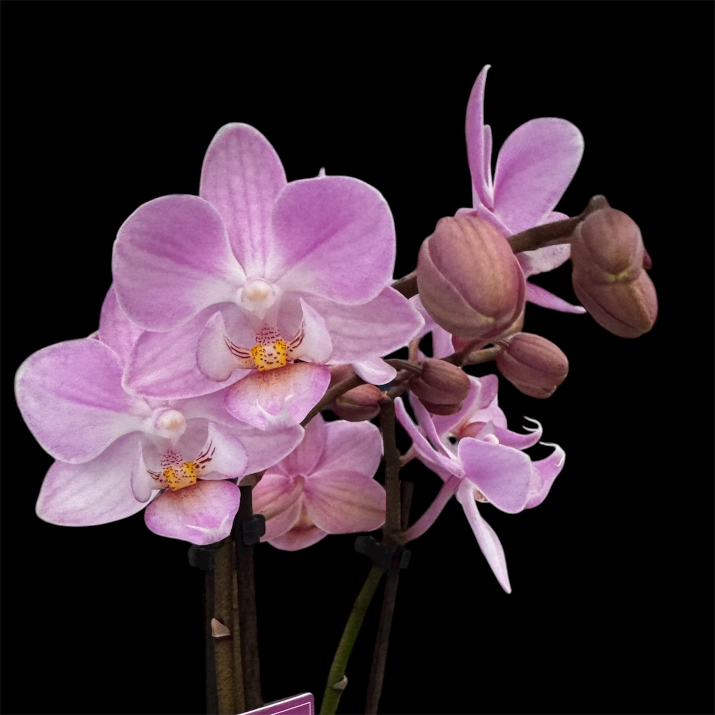 4️⃣6️⃣. Phalaenopsis TINY DOLL – 2 Spike Orchid (7cm Pot, 25cm Height)