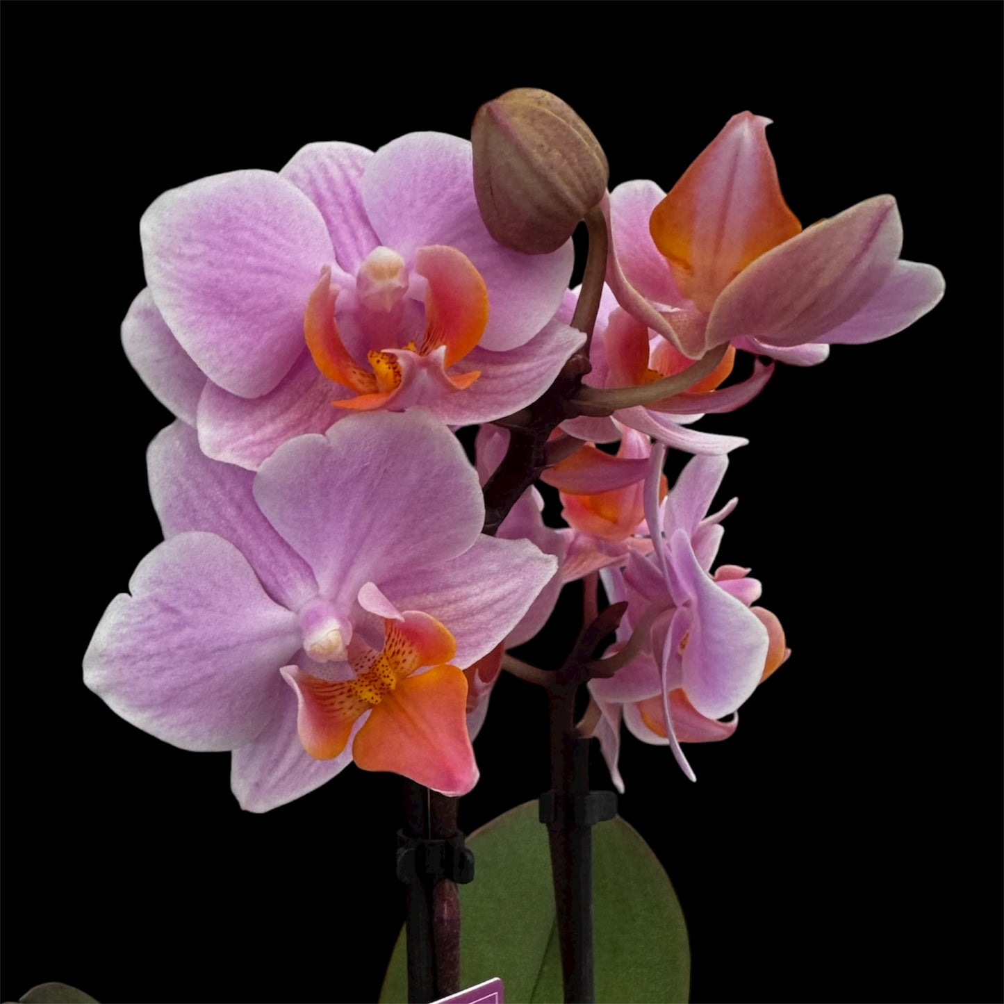 4️⃣6️⃣. Phalaenopsis TINY DOLL – 2 Spike Orchid (7cm Pot, 25cm Height)