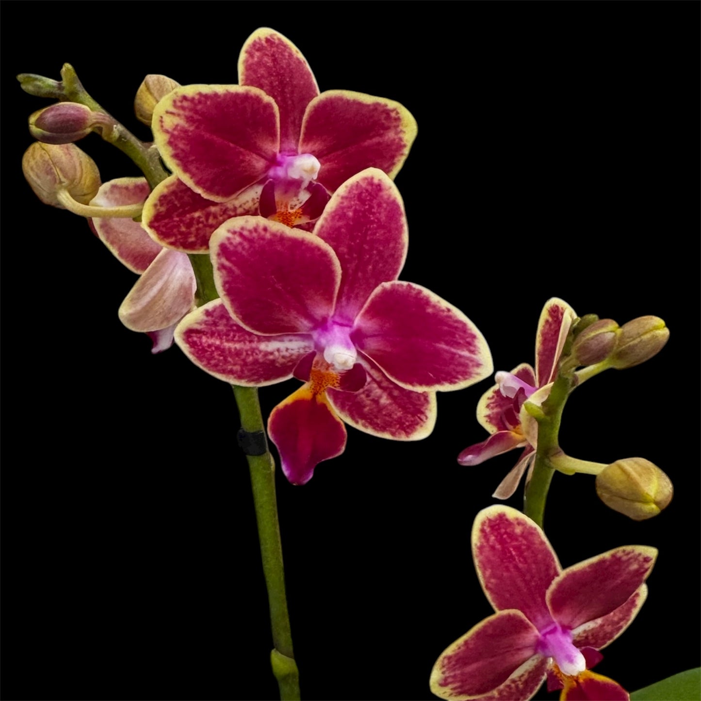 4️⃣6️⃣. Phalaenopsis TINY DOLL – 2 Spike Orchid (7cm Pot, 25cm Height)