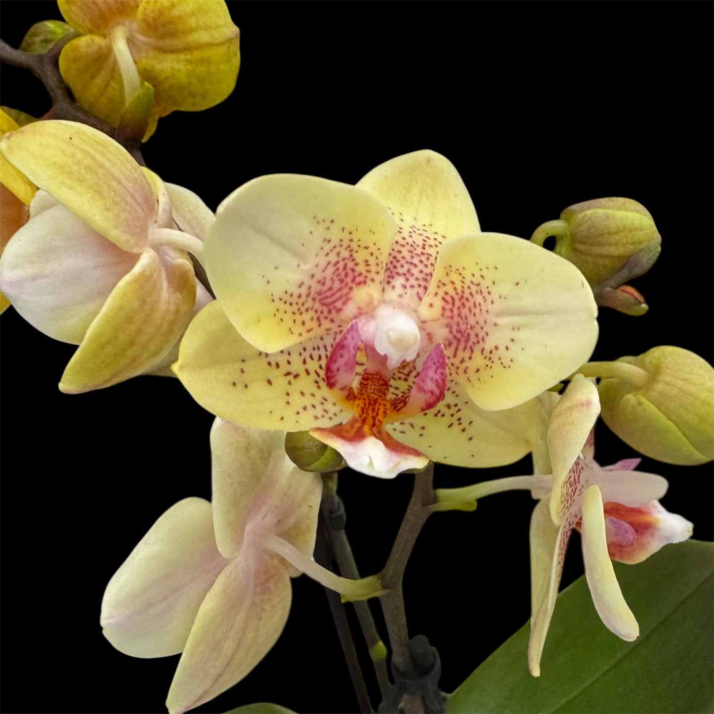 4️⃣6️⃣. Phalaenopsis TINY DOLL – 2 Spike Orchid (7cm Pot, 25cm Height)