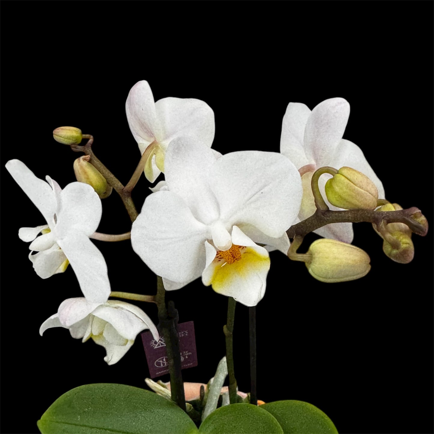 4️⃣6️⃣. Phalaenopsis TINY DOLL – 2 Spike Orchid (7cm Pot, 25cm Height)