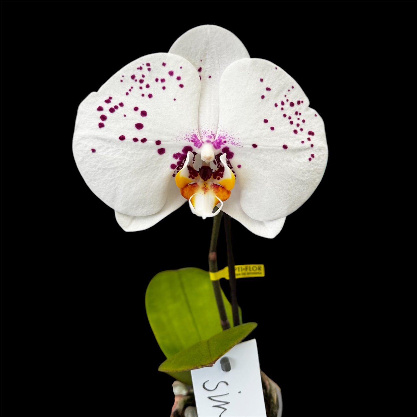 2️⃣7️⃣. Premium Singolo Orchid – XXL Bloom, Single Oversized Flower 9cm Nursery Pot (Decorative Pot Not Included)