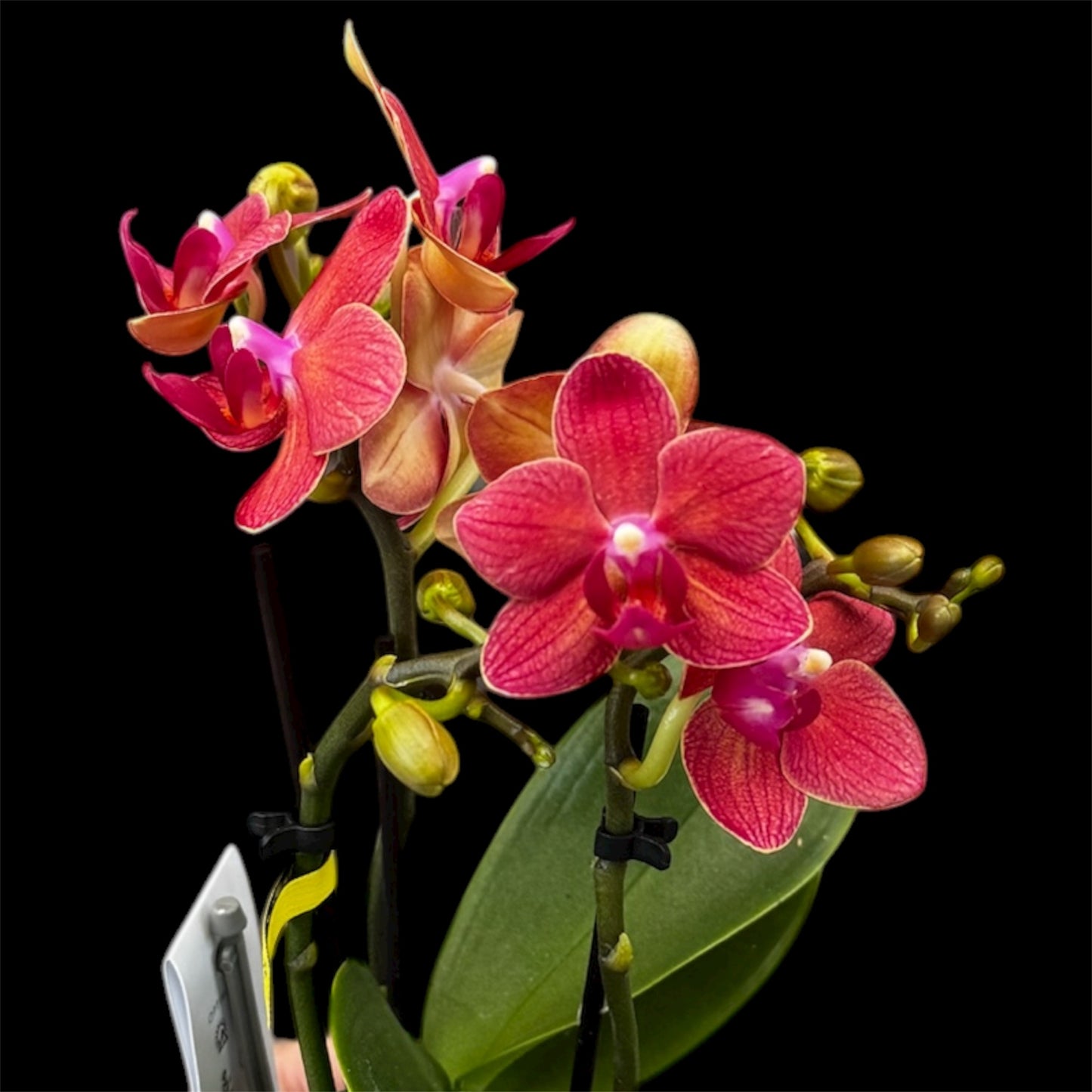 4️⃣6️⃣. Phalaenopsis TINY DOLL – 2 Spike Orchid (7cm Pot, 25cm Height)