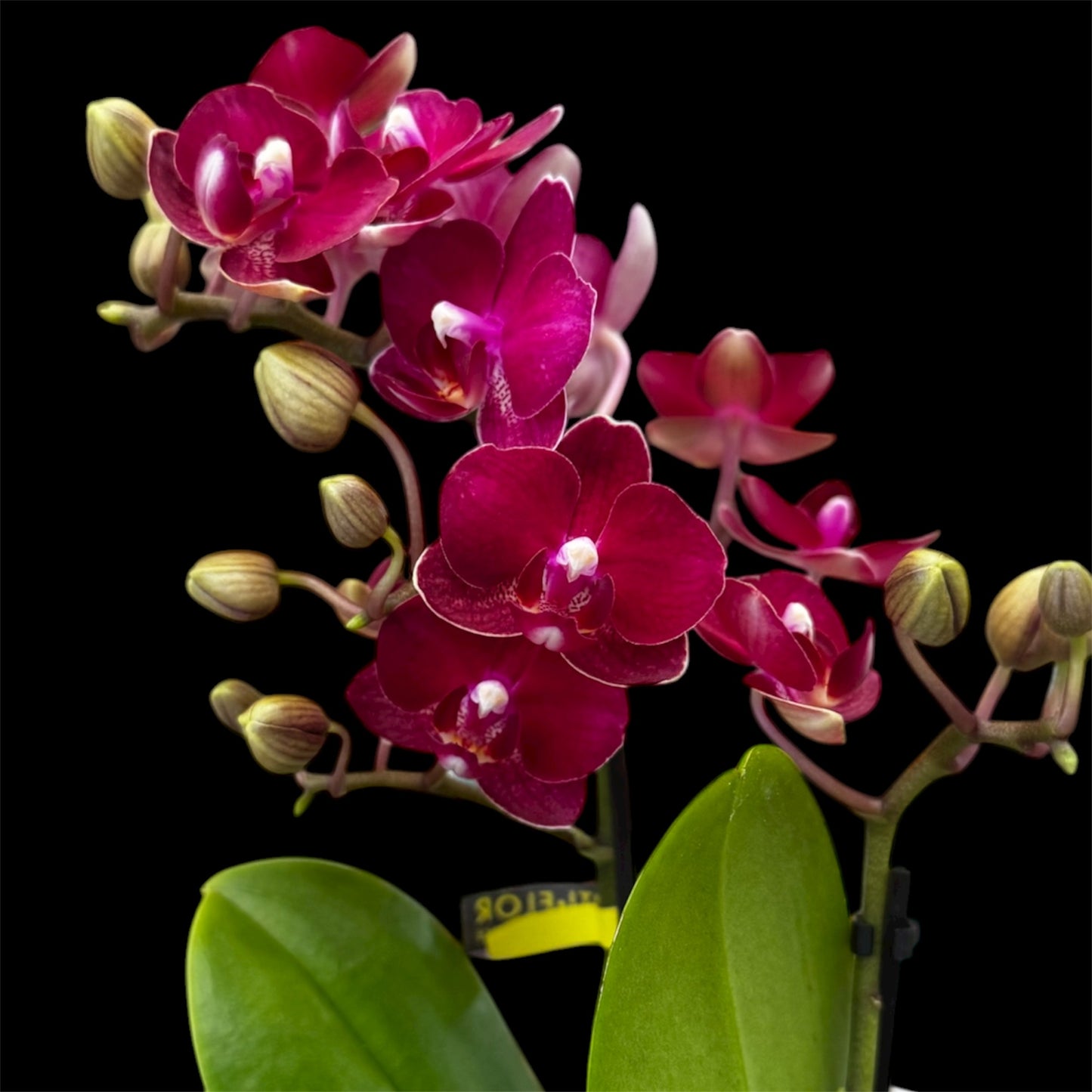 4️⃣6️⃣. Phalaenopsis TINY DOLL – 2 Spike Orchid (7cm Pot, 25cm Height)