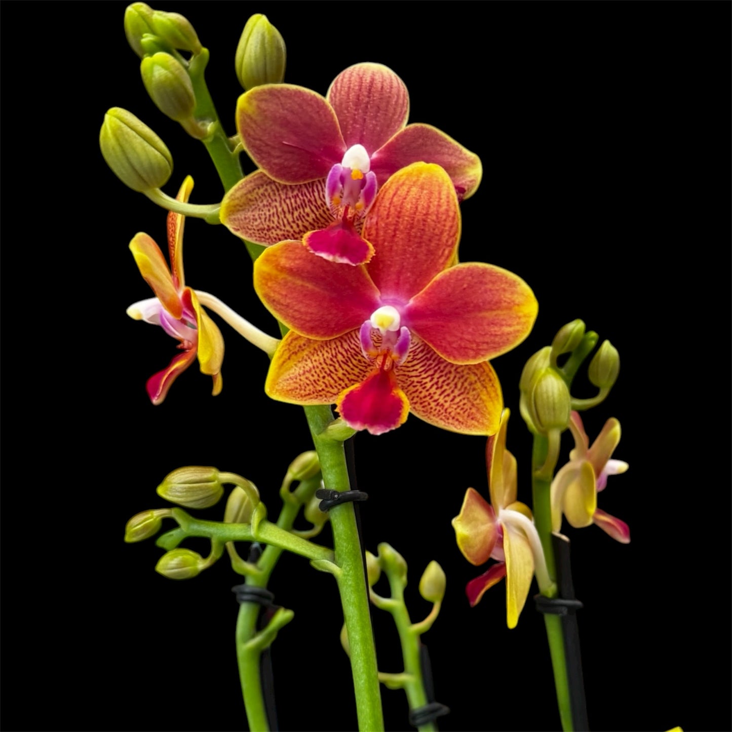 2️⃣9️⃣. SCENTED MEDIUM multiflora orchid