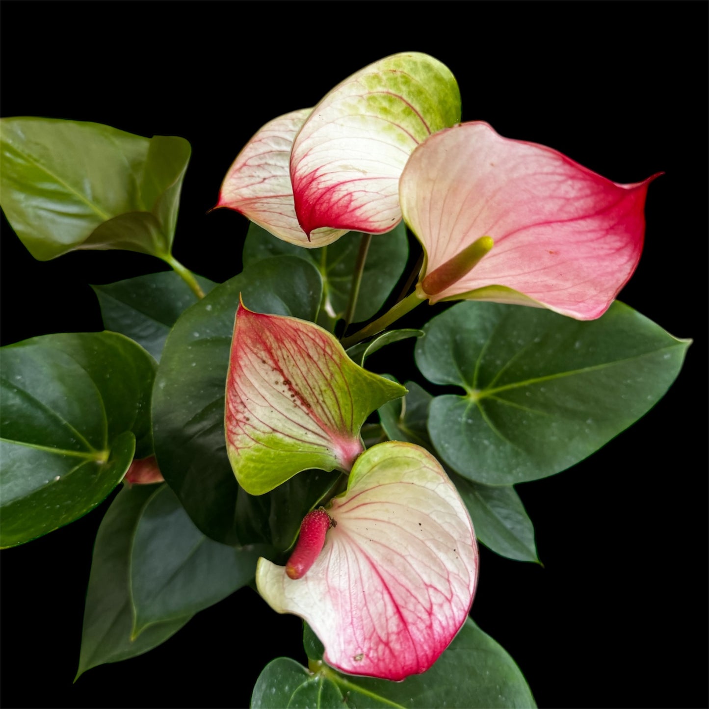 4️⃣1️⃣. Anthurium – Mixed Colours