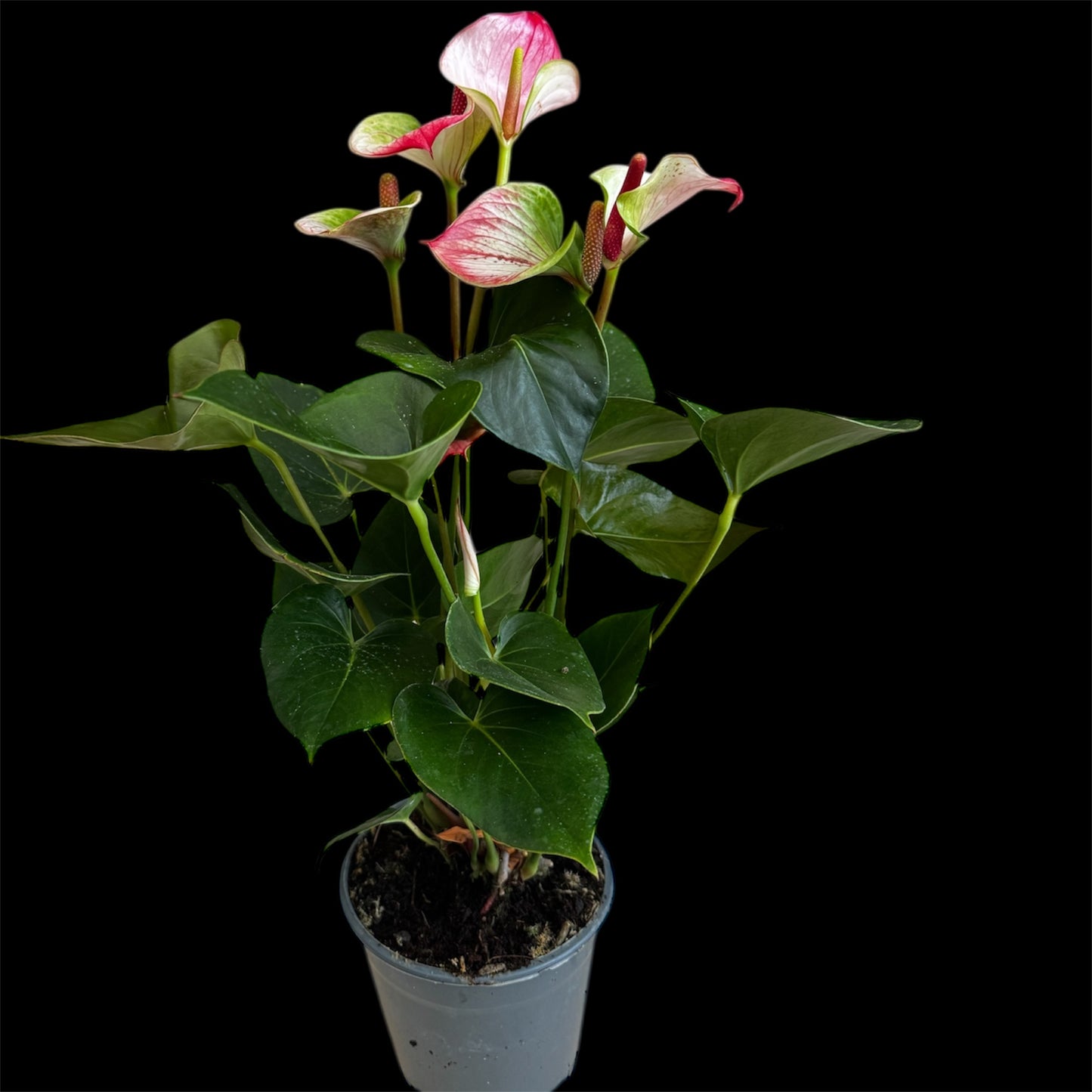 4️⃣1️⃣. Anthurium – Mixed Colours