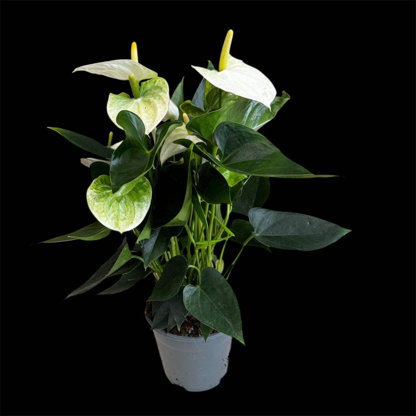 4️⃣1️⃣. Anthurium – Mixed Colours