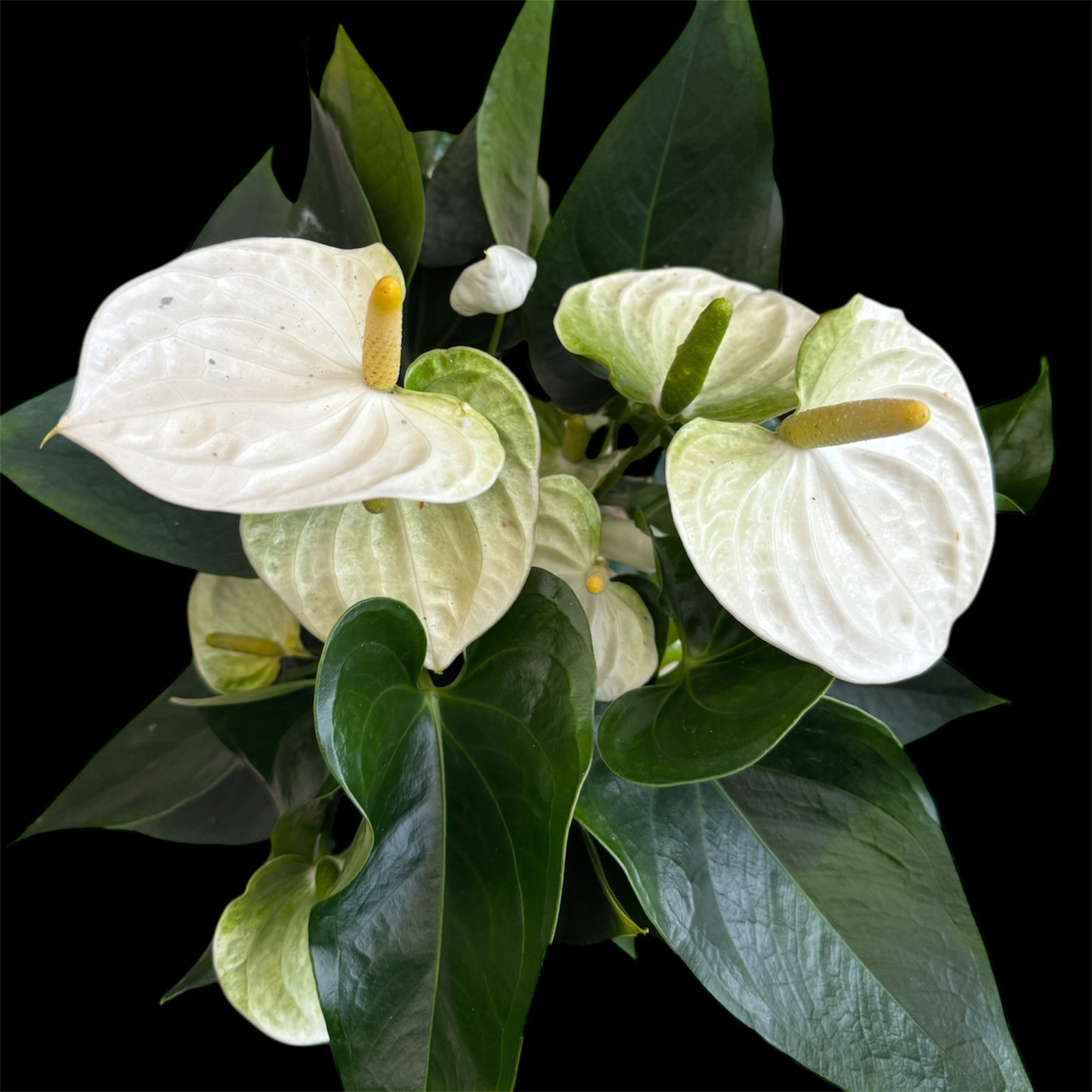 4️⃣1️⃣. Anthurium – Mixed Colours