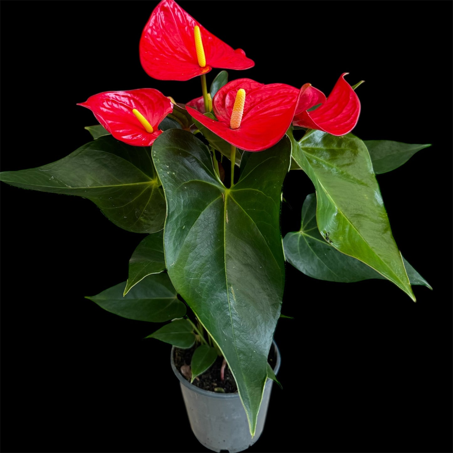 4️⃣1️⃣. Anthurium – Mixed Colours