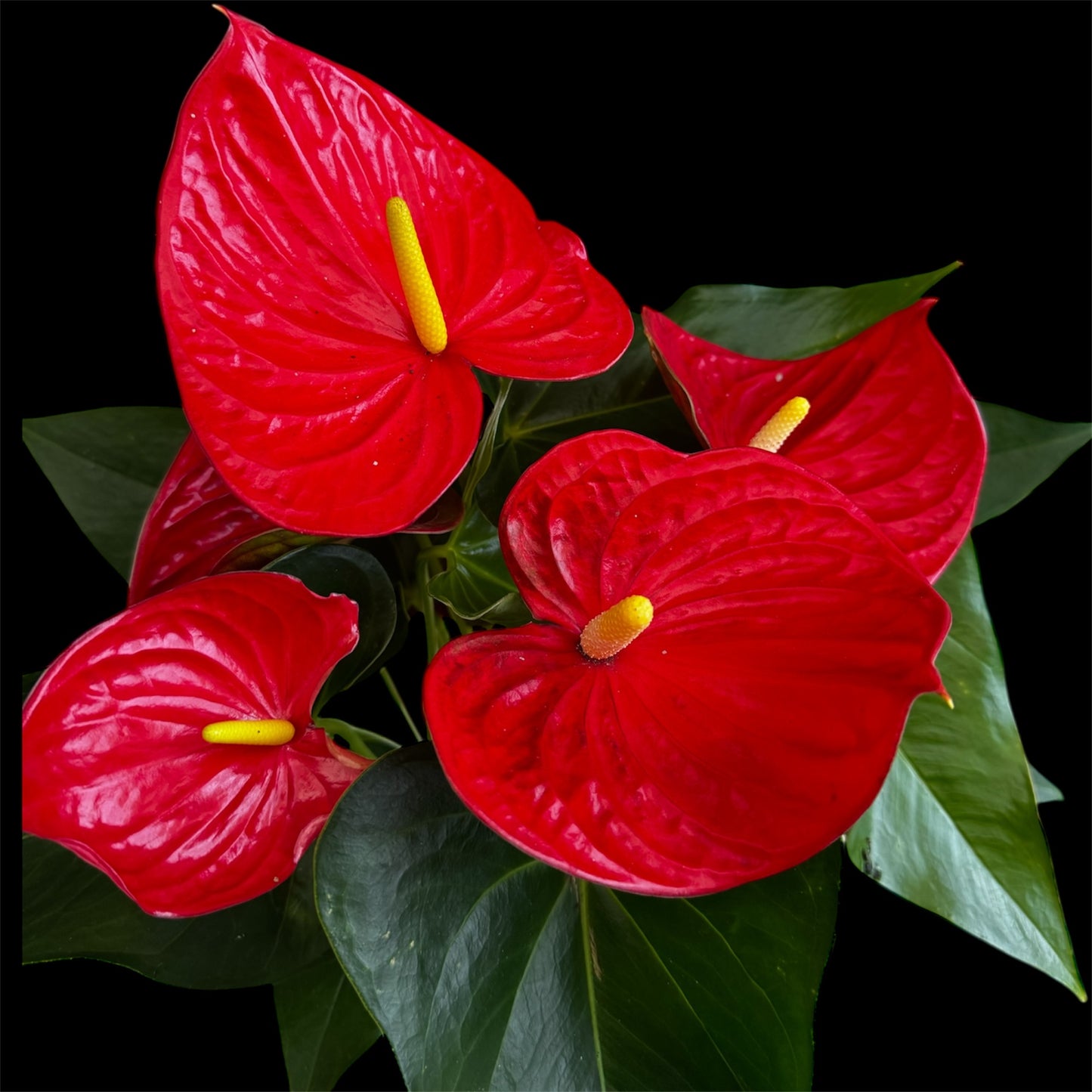 4️⃣1️⃣. Anthurium – Mixed Colours