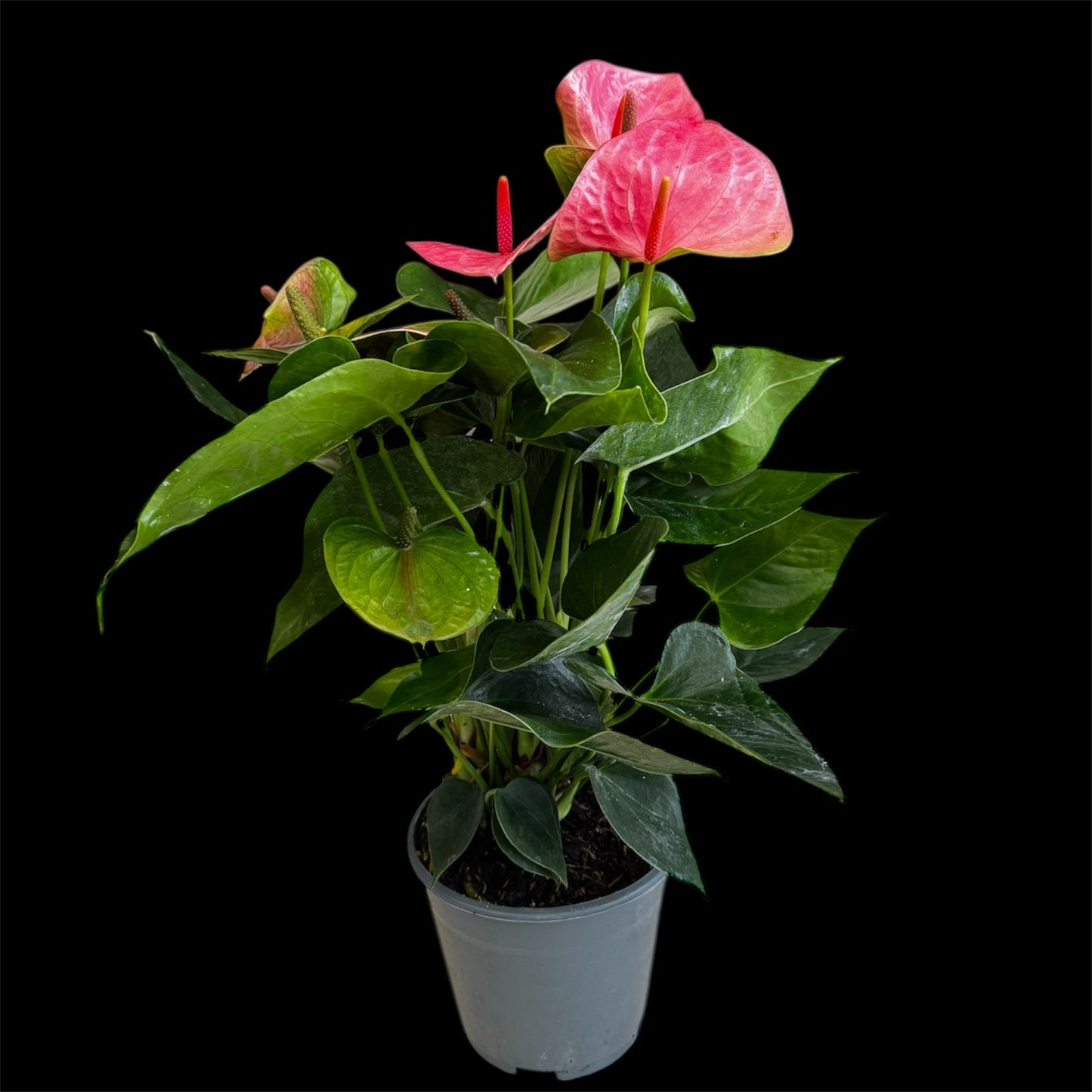 4️⃣1️⃣. Anthurium – Mixed Colours