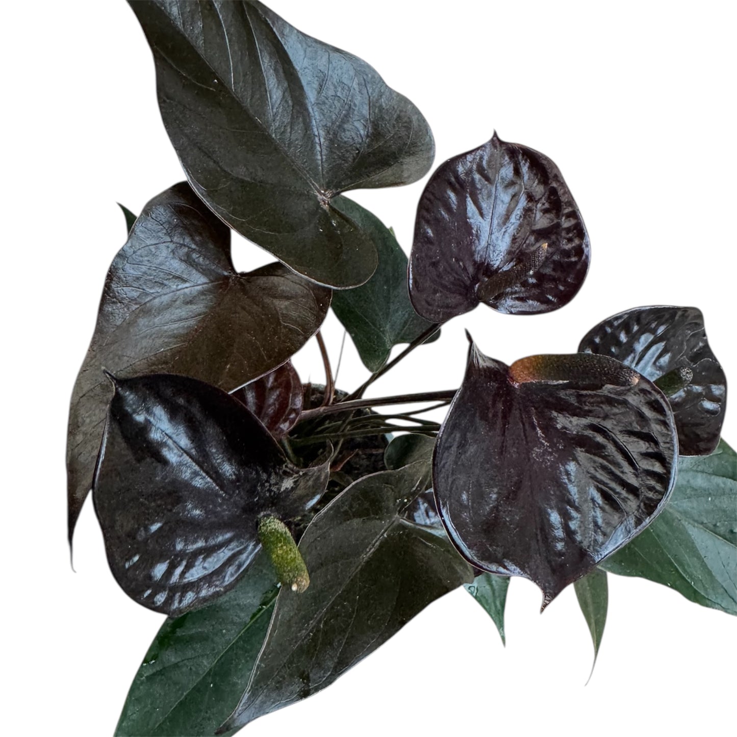 4️⃣1️⃣. Anthurium – Mixed Colours