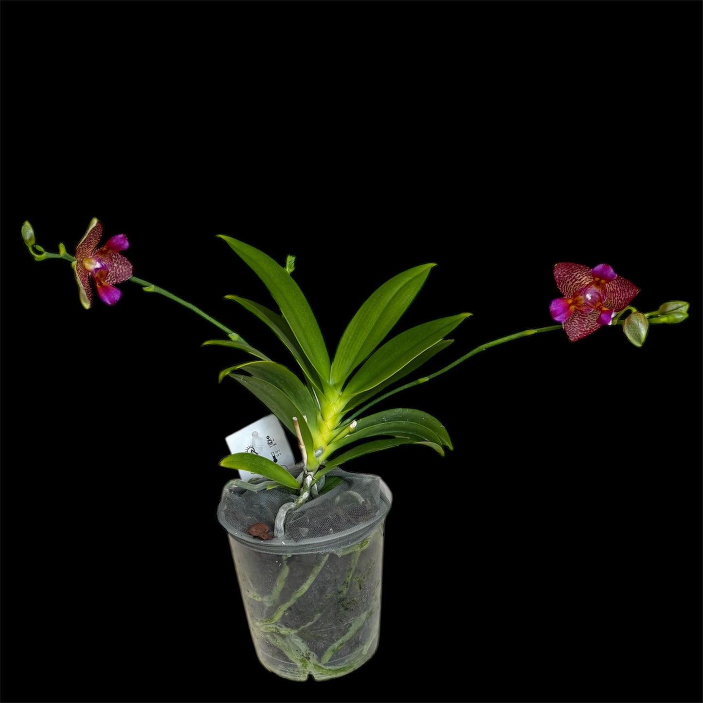 4️⃣5️⃣.Joy Fairy Tale Peloric 3Lip Orchid - Limited
