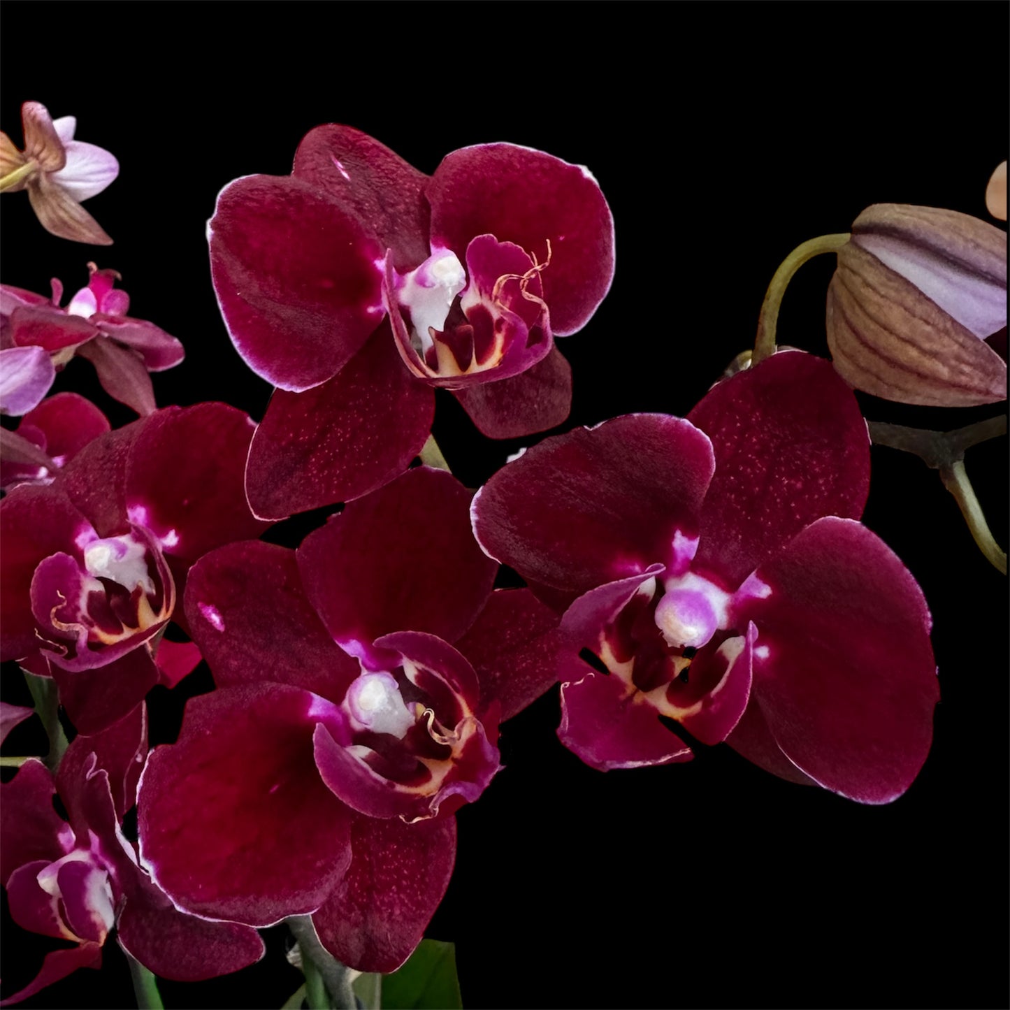 3️⃣6️⃣.Duetto Orchids – Double the Elegance in One Pot | 50cm Tall | 17cm Nursery Pot | Live Flowering Indoor Plant