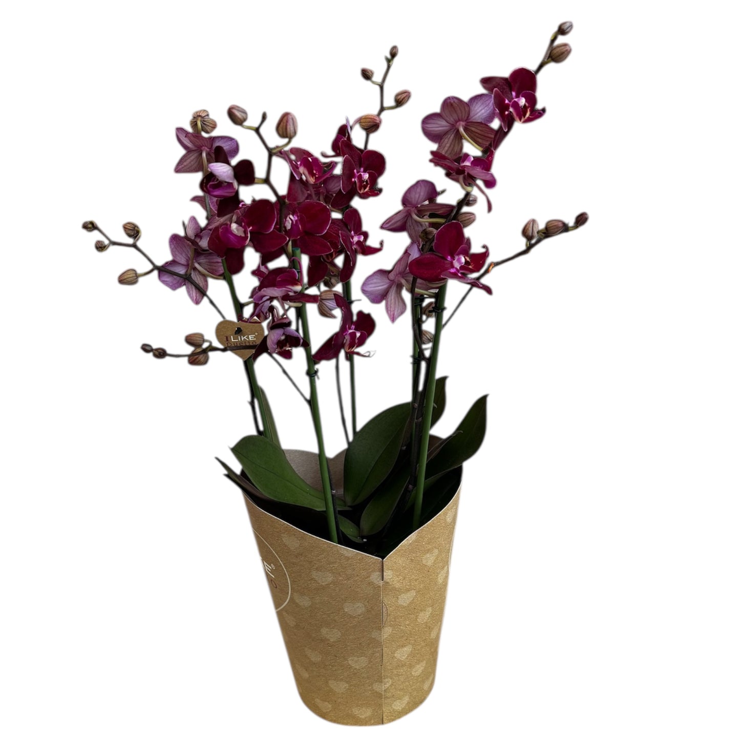 3️⃣6️⃣.Duetto Orchids – Double the Elegance in One Pot | 50cm Tall | 17cm Nursery Pot | Live Flowering Indoor Plant