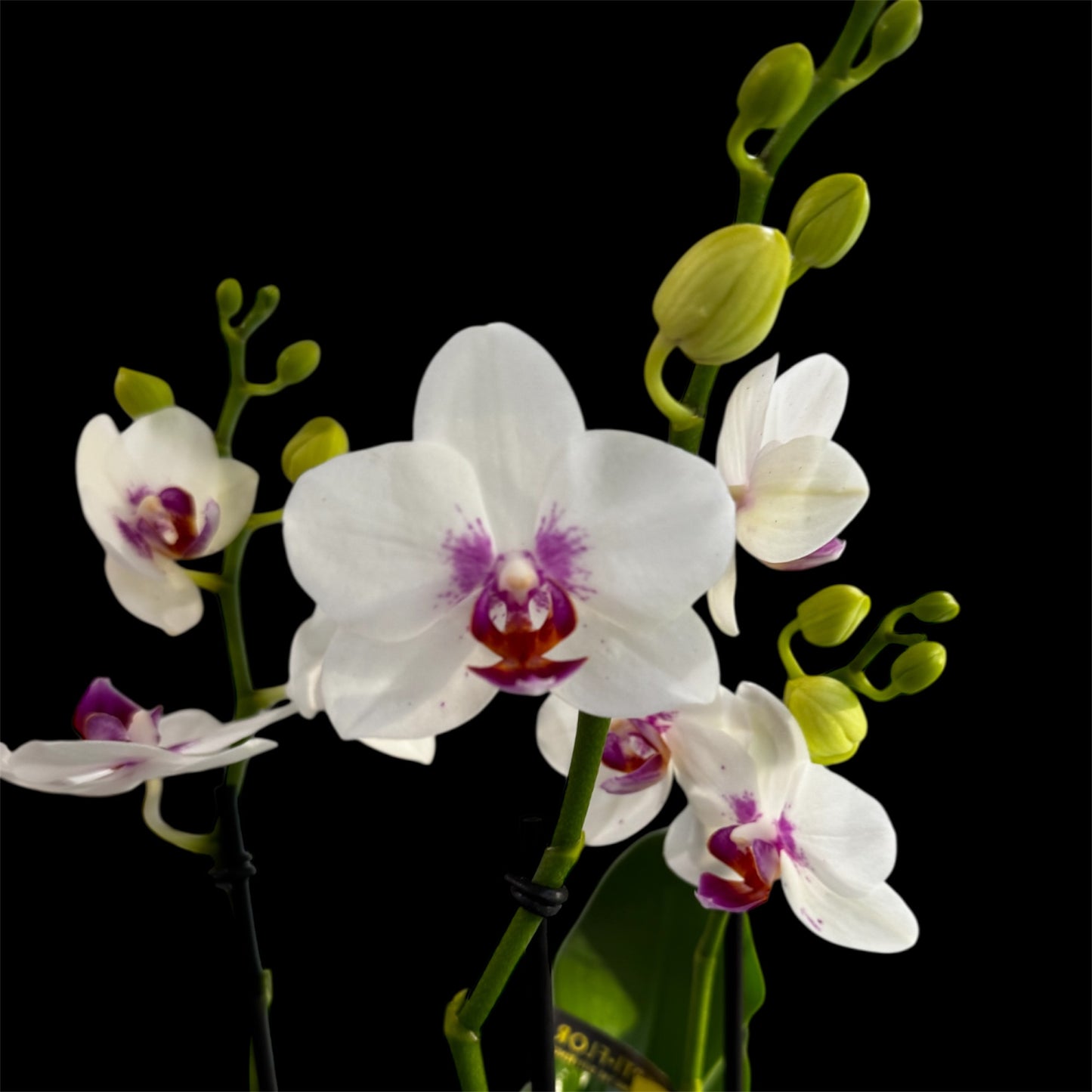 4️⃣2️⃣.Bouquetto Mix Orchids - 3-5 Blooming Spikes