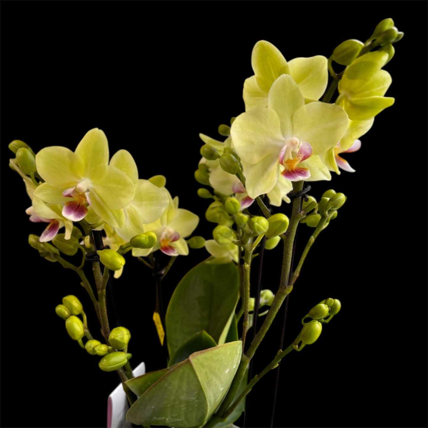 4️⃣2️⃣.Bouquetto Mix Orchids - 3-5 Blooming Spikes