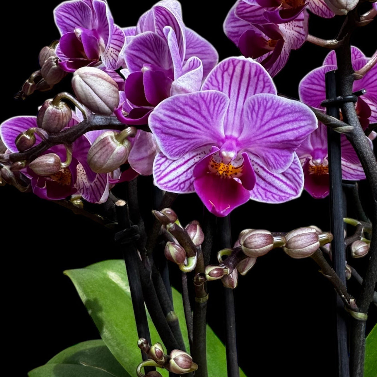 4️⃣2️⃣.Bouquetto Mix Orchids - 3-5 Blooming Spikes