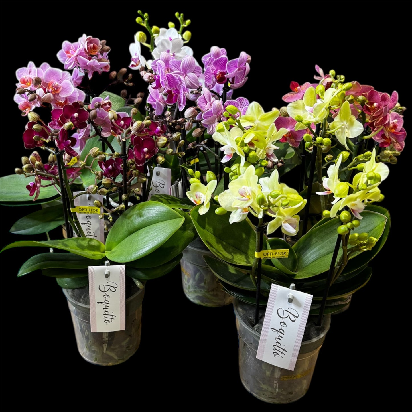 4️⃣2️⃣.Bouquetto Mix Orchids - 3-5 Blooming Spikes