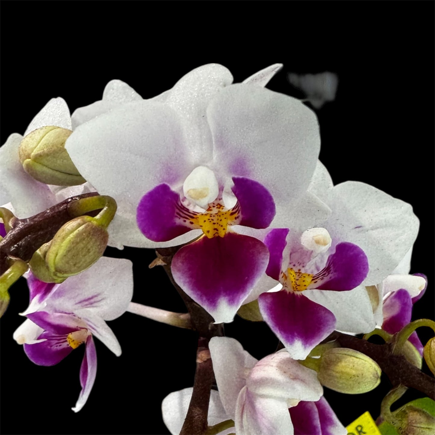 4️⃣6️⃣. Phalaenopsis TINY DOLL – 2 Spike Orchid (7cm Pot, 25cm Height)