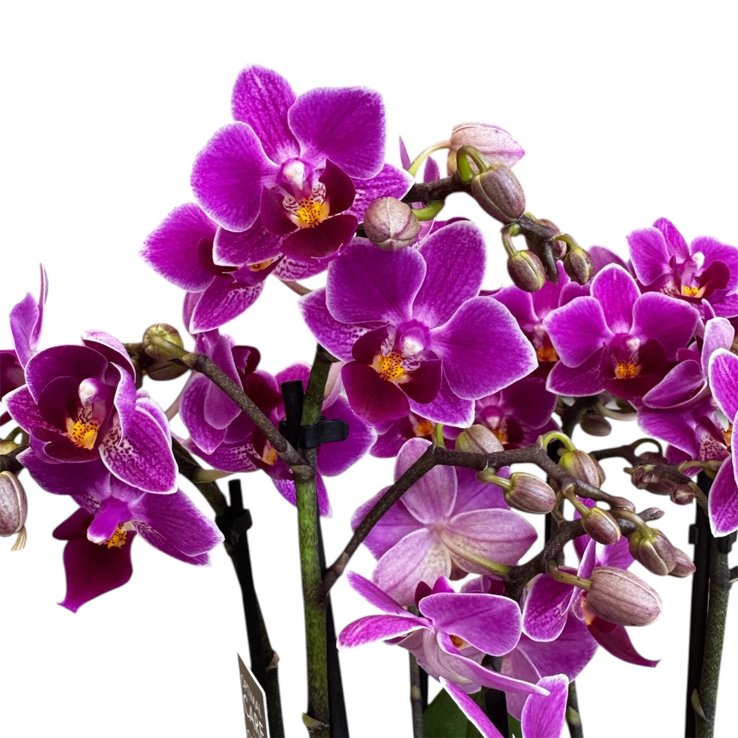 3️⃣. Phalaenopsis Orchid ‘Tiny Doll Fay Duetto’ – 30cm Tall | Twin Orchid in 10.5cm Nursery Pot | Live Flowering Indoor Plant