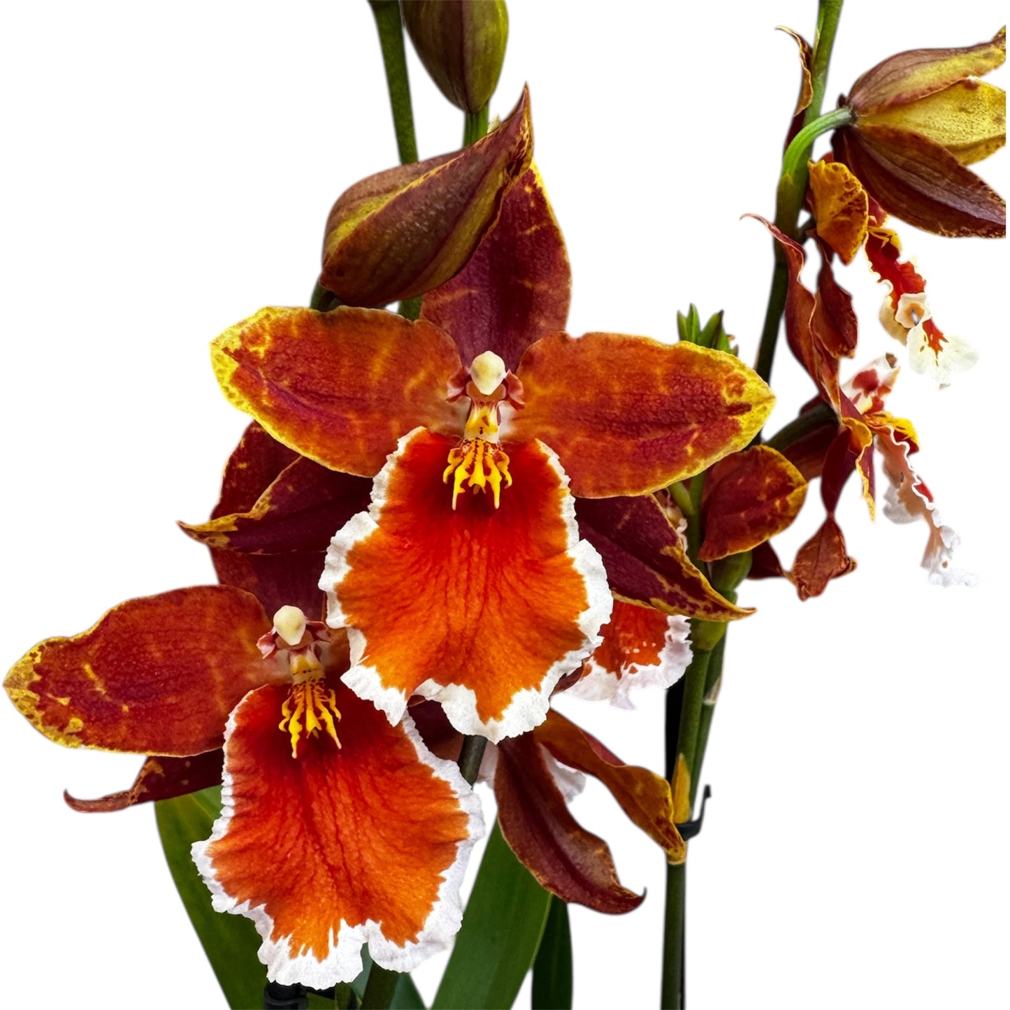 1️⃣2️⃣. Cambria Orchid ‘Inferno Orange’ – 50cm Tall | 12cm Nursery Pot | Live Flowering Indoor Plant
