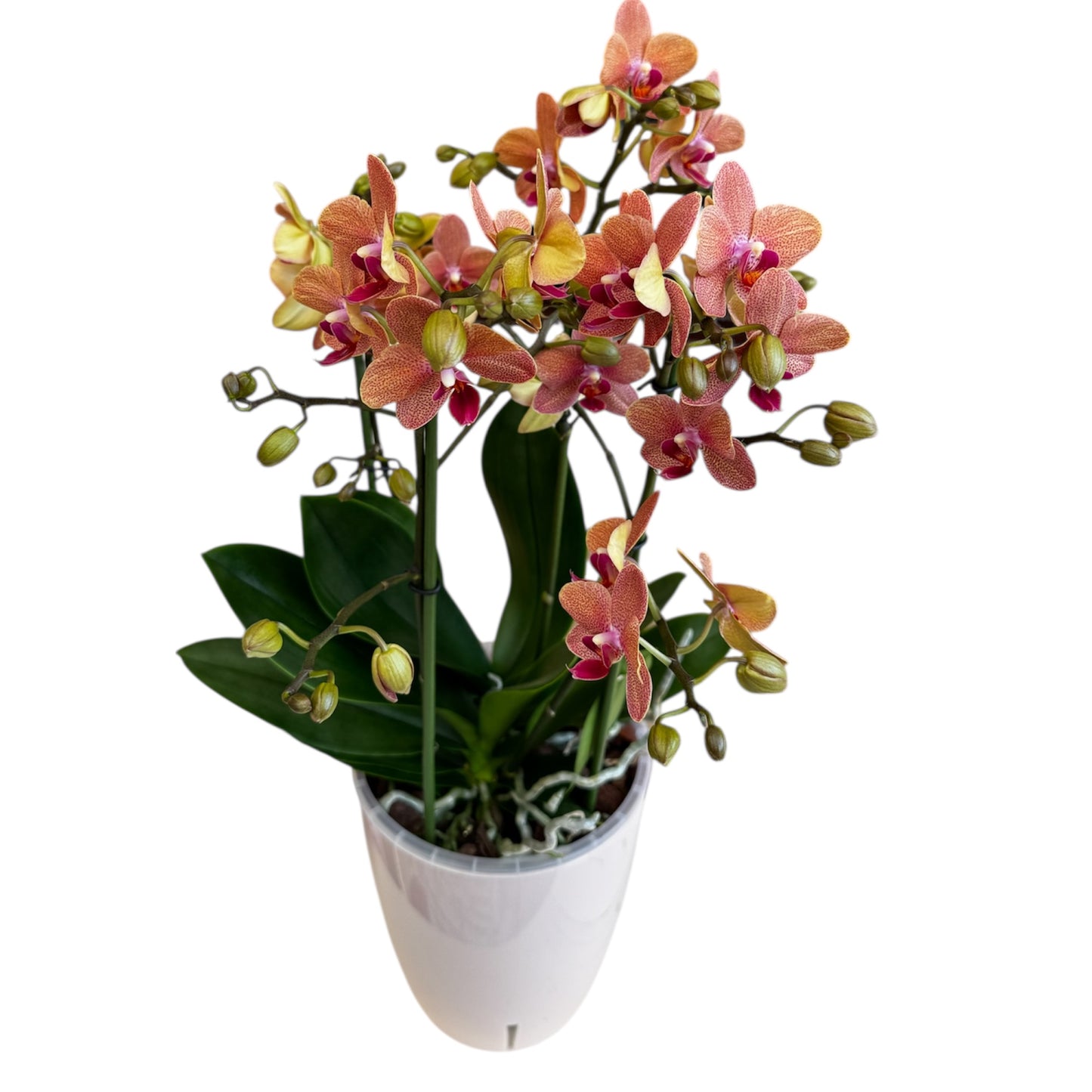3️⃣6️⃣.Duetto Orchids – Double the Elegance in One Pot | 50cm Tall | 17cm Nursery Pot | Live Flowering Indoor Plant