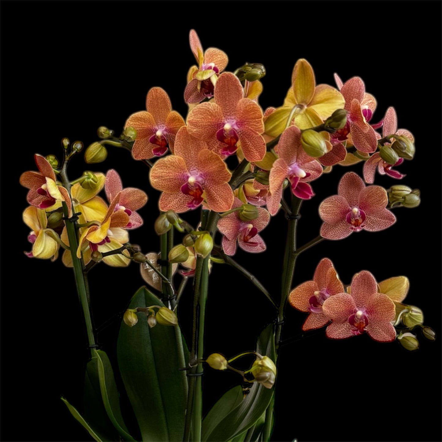 3️⃣6️⃣.Duetto Orchids – Double the Elegance in One Pot | 50cm Tall | 17cm Nursery Pot | Live Flowering Indoor Plant