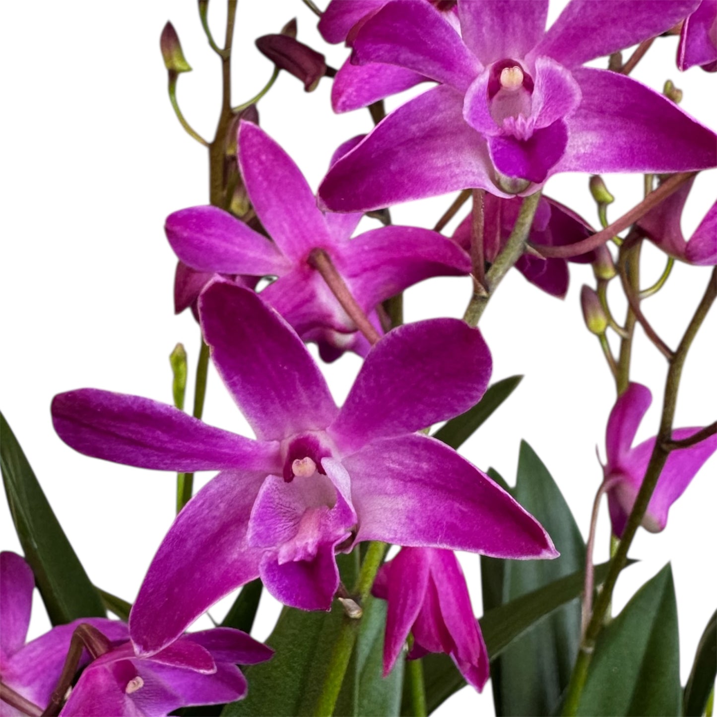 1️⃣0️⃣. Dendrobium Orchid ‘Berry Oda’ – 40cm Tall | 12cm Nursery Pot | Fragrant Live Flowering Indoor Plant