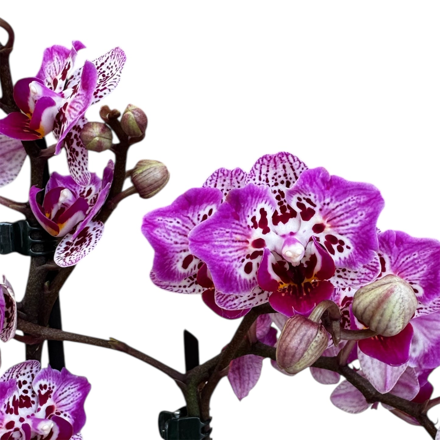 5️⃣1️⃣. Phalaenopsis Orchid ‘Formosa Cranberry (Wilson)’ – 45cm Tall | 12cm Nursery Pot | Live Flowering Indoor Plant
