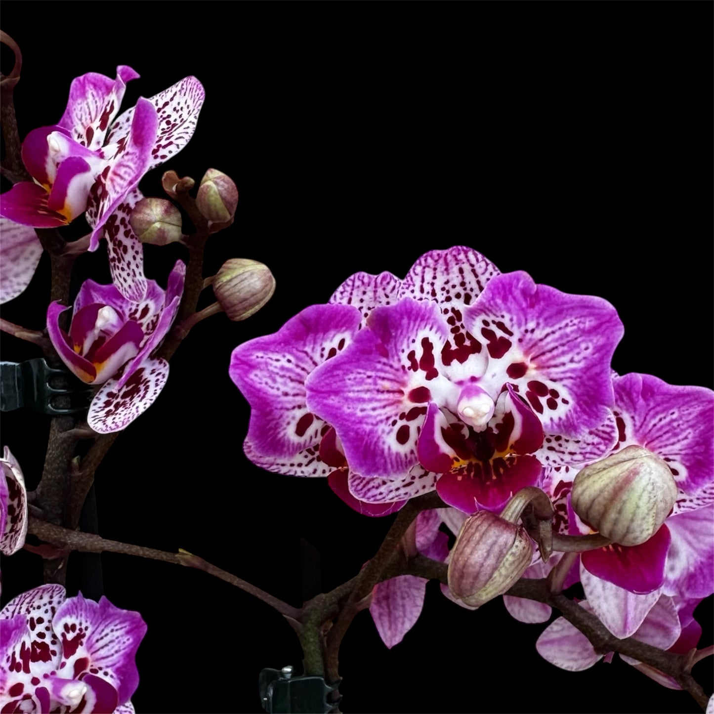 5️⃣1️⃣. Phalaenopsis Orchid ‘Formosa Cranberry (Wilson)’ – 45cm Tall | 12cm Nursery Pot | Live Flowering Indoor Plant