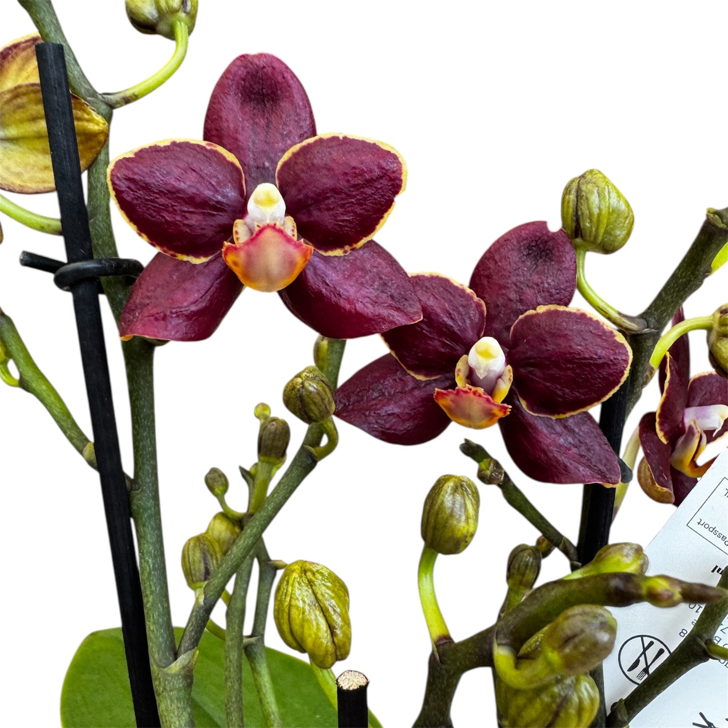 4️⃣3️⃣. Phalaenopsis Orchid ‘Sunrise Red Peoker (Esmee)’ – 35cm Tall | 12cm Nursery Pot | Live Flowering Indoor Plant