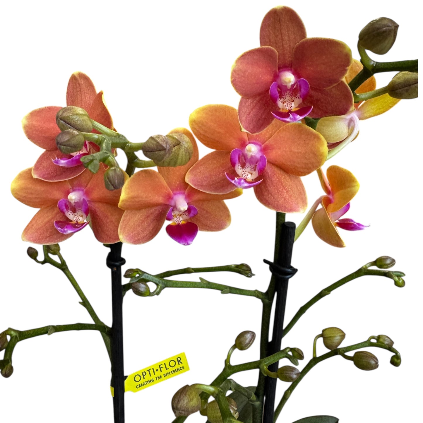 2️⃣4️⃣. Phalaenopsis Orchid ‘Paprika’ – 45cm Tall | 12cm Nursery Pot | Live Flowering Indoor Plant