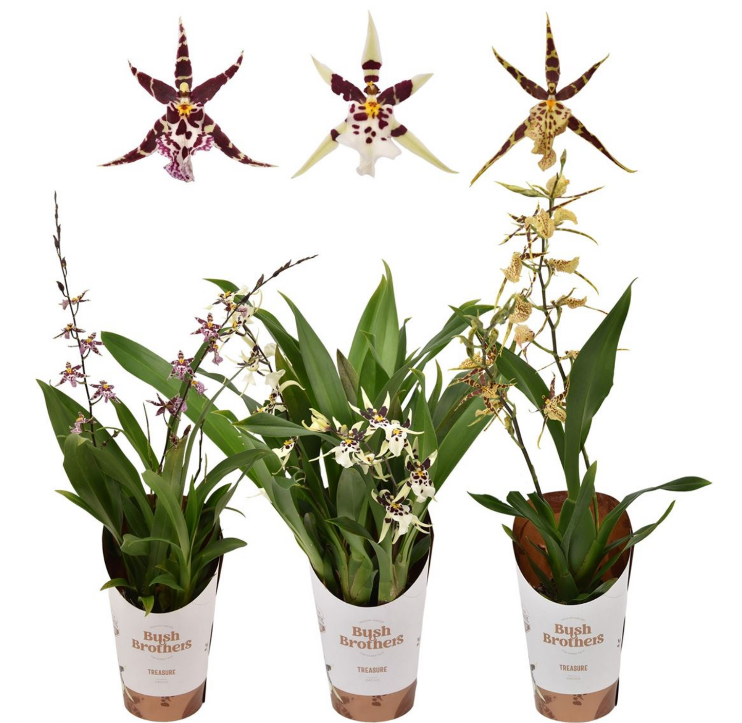 6️⃣0️⃣. Oncidium – Titanium Treasure Orchid Indoor Plant