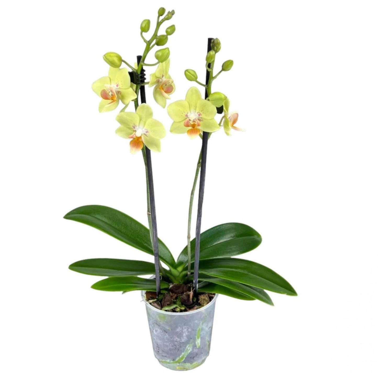 2️⃣3️⃣. Premium MINI BLOOM Live Orchid Plant for Indoors Phalaenopsis 9CM Double Stem Multicolour