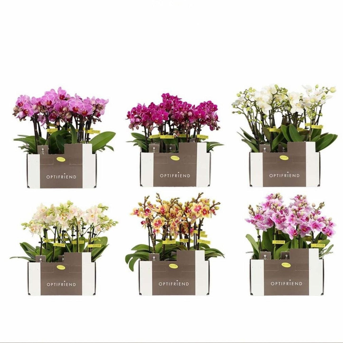 4️⃣6️⃣. Phalaenopsis TINY DOLL – 1 or 2 Spike Orchid (7cm Pot, 25cm Height)