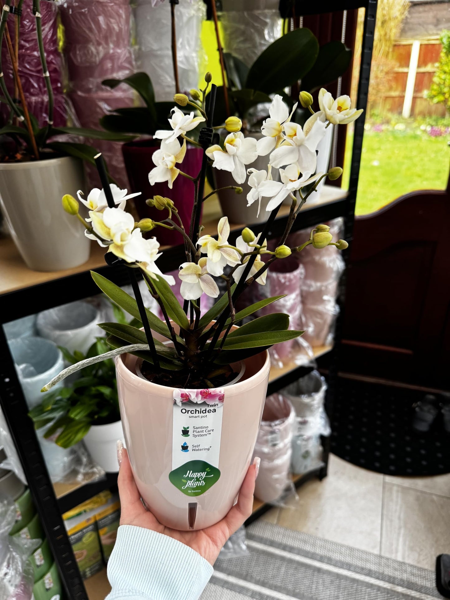 2️⃣3️⃣. Premium MINI BLOOM Live Orchid Plant for Indoors Phalaenopsis 9CM Double Stem Multicolour