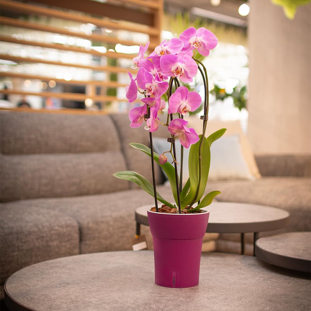 Happyplants Dali-Dea Orchid Self-Watering Flower Pot Planter With Water Level Indicator Water Reserve And Drainage Holes