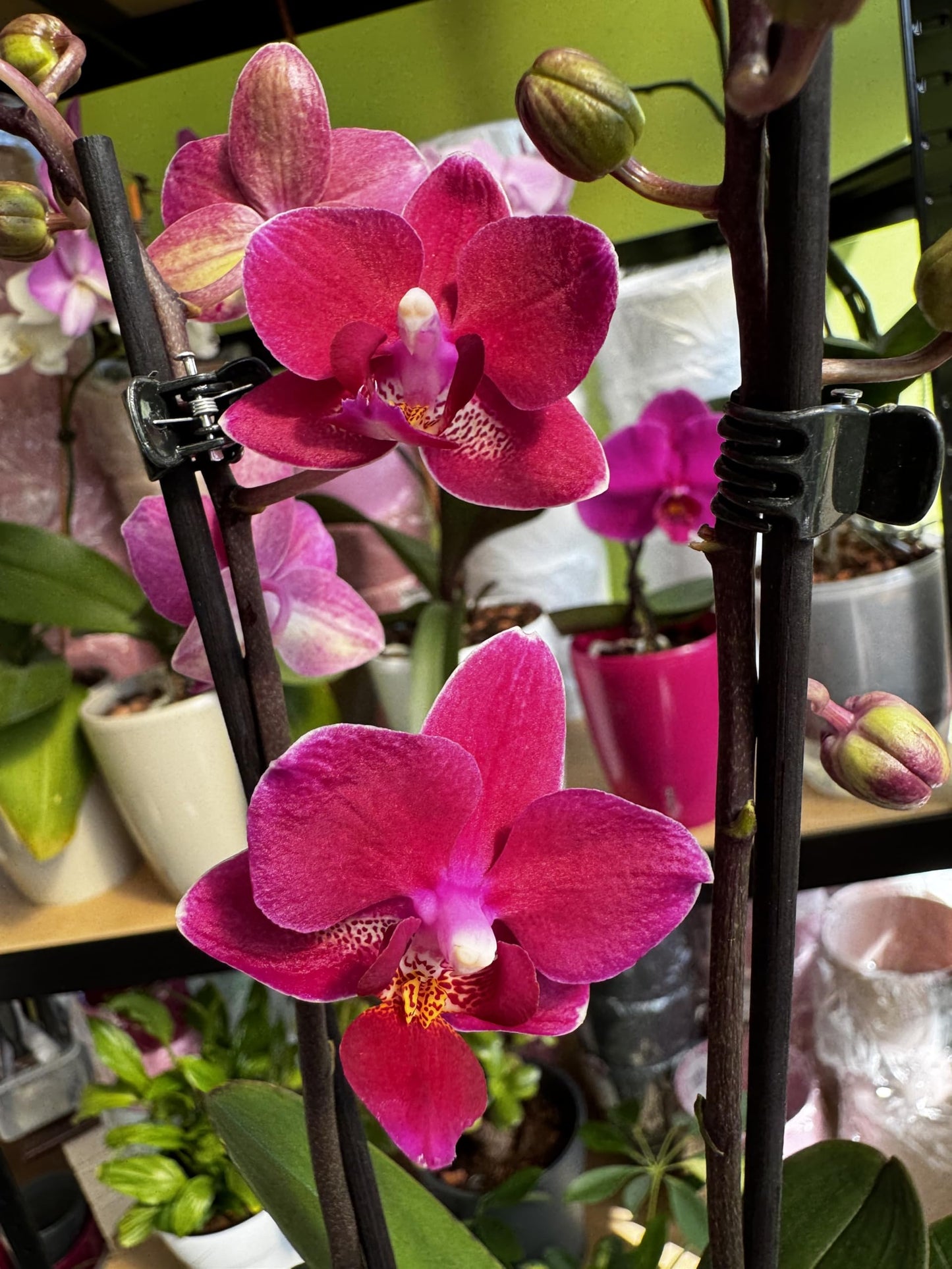 2️⃣3️⃣. Premium MINI BLOOM Live Orchid Plant for Indoors Phalaenopsis 9CM Double Stem Multicolour