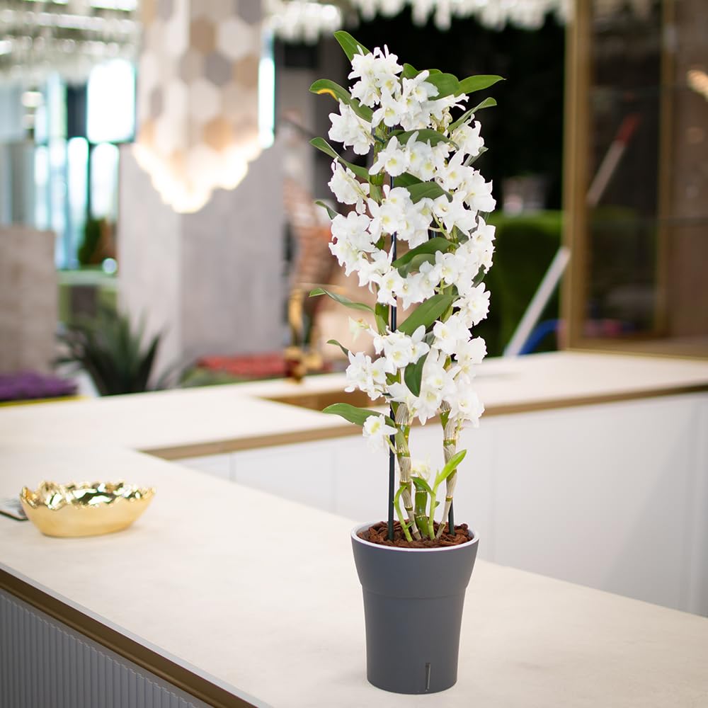 Happyplants Dali-Dea Orchid Self-Watering Flower Pot Planter With Water Level Indicator Water Reserve And Drainage Holes