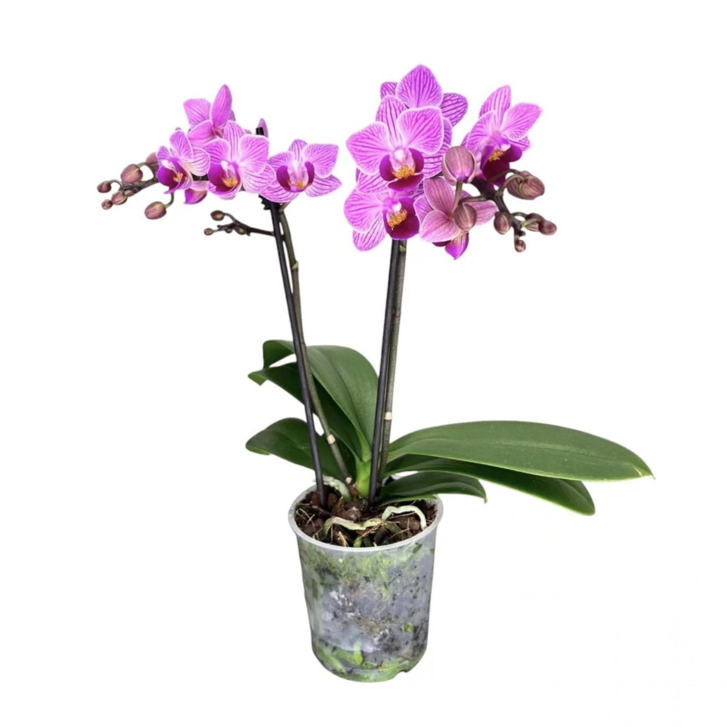 2️⃣3️⃣. Premium MINI BLOOM Live Orchid Plant for Indoors Phalaenopsis 9CM Double Stem Multicolour