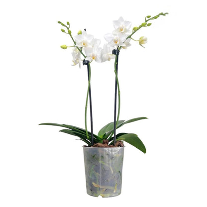 2️⃣3️⃣. Premium MINI BLOOM Live Orchid Plant for Indoors Phalaenopsis 9CM Double Stem Multicolour